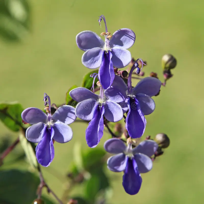 Rotheca bleu